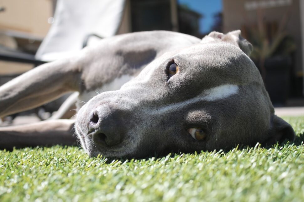 Patio Cover For Pets in Arizona